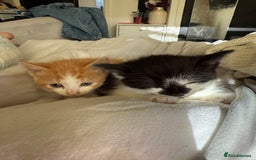 Mixed Breed cats for sale: 2 male kittens - Image 10