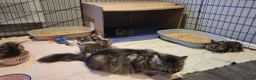 Mixed Breed cats for sale: 5 kittens *2boys**3 girls* available 31st May - Advert 16