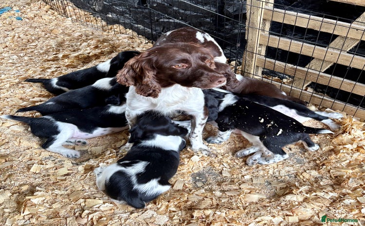 English Springer Spaniel dogs in Leyburn - Advert 3