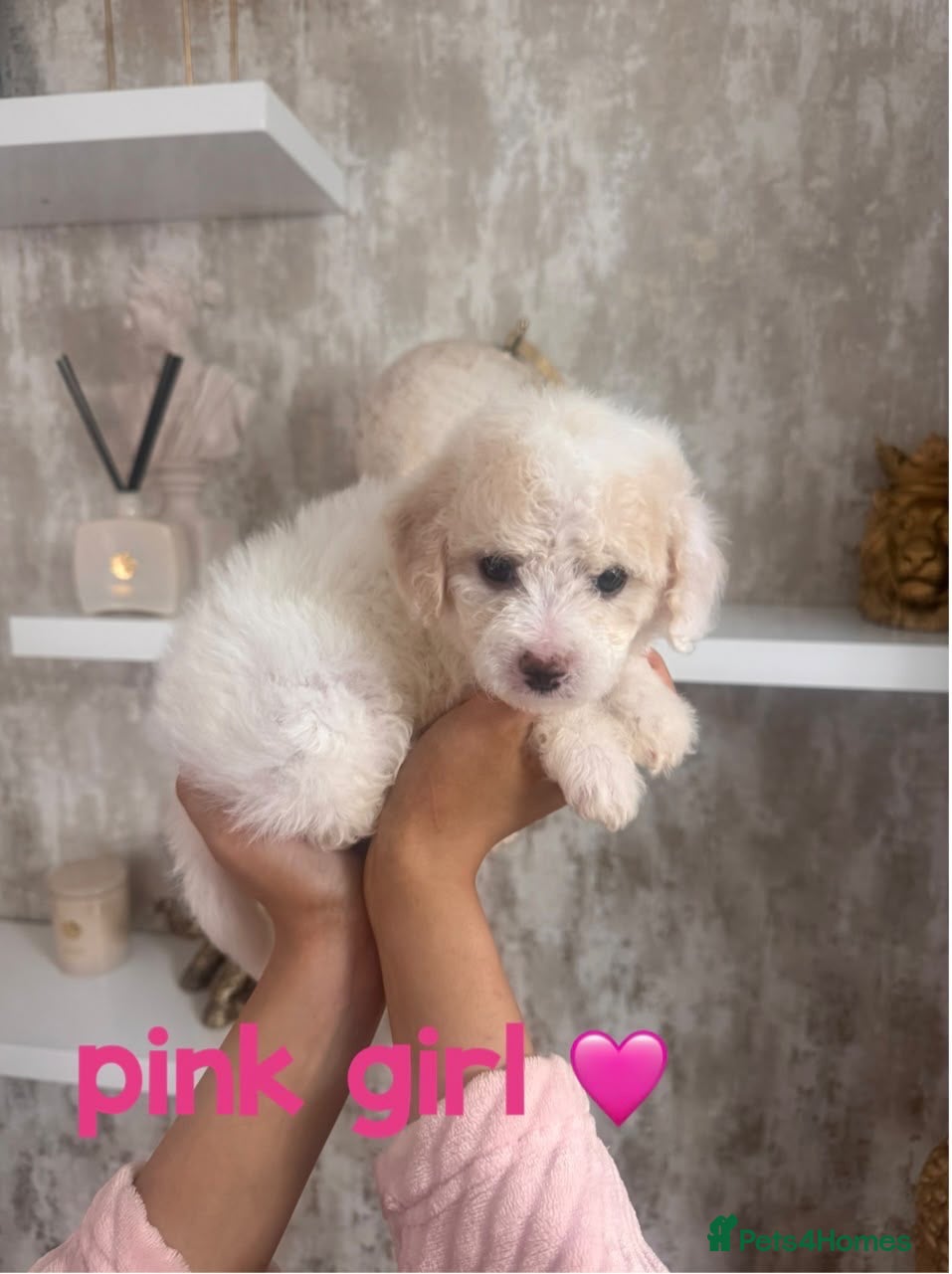 Cavapoochon dogs *REDUCED*READY TO LEAVE ON THE 7th Cavapoochon pup - Advert 2