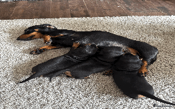 Miniature Dachshund dogs for sale: KC REGISTERED MINIATURE DACHSHUND BLACK AND TAN - Image 1