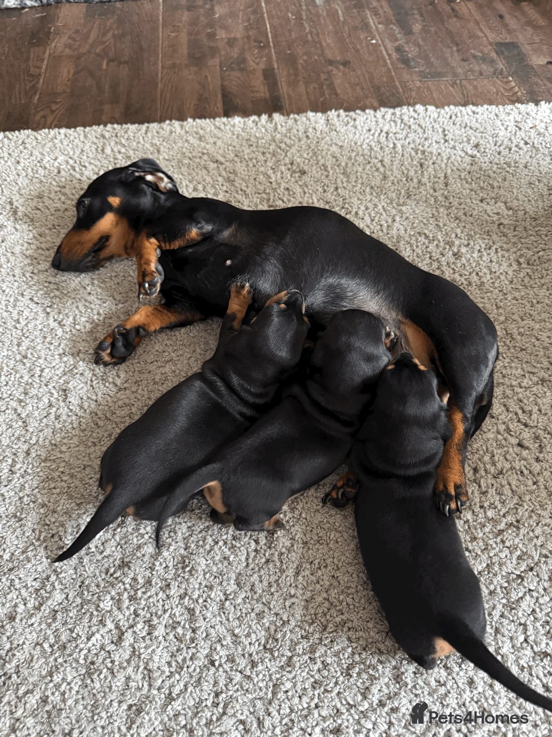 Miniature Dachshund dogs for sale: KC REGISTERED MINIATURE DACHSHUND BLACK AND TAN - Image 1