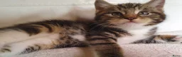 Mixed Breed cats for sale: Maine coon cross kittens - Advert 12