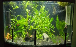 Live Bearers fish for sale: Tropical fish for sale 6 for £10 in Prescot - Image 21