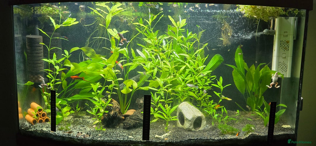 Live Bearers fish for sale: Tropical fish for sale 6 for £10 in Prescot - Image 21