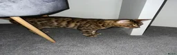 Bengal cats for sale: Bengal Cat For Sale - Advert 3