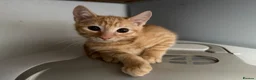 Mixed Breed cats for sale: 3 Beautiful Ginger Mix Siamese Boys Ready Now - Advert 10