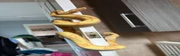 Boa Snake reptiles for sale: COMMON BOA (YELLOW) FOR SALE in Derby - Advert 4