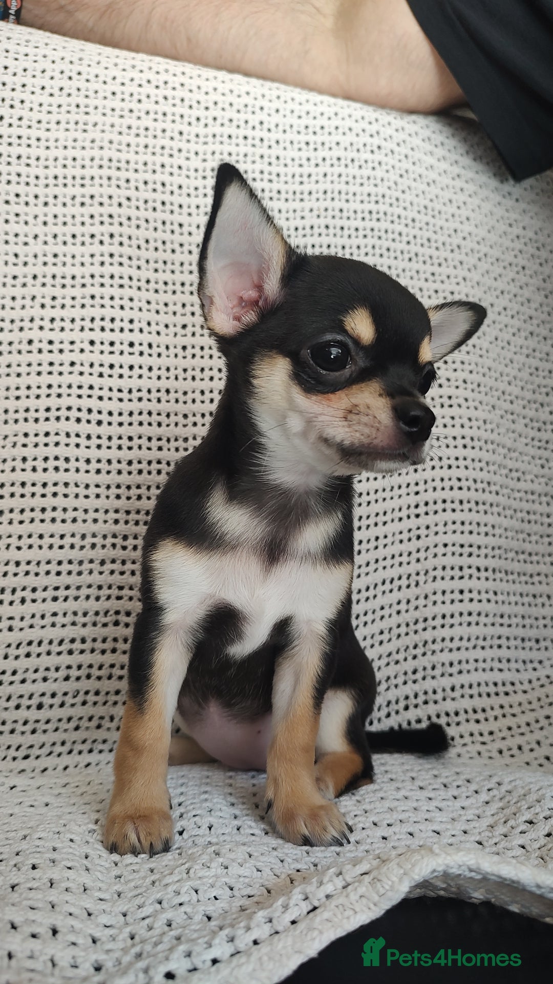 Chihuahua dogs for sale: Adorable Loving hand reared ready now Chihuahuas - Image 24