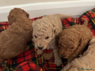 Toy Poodle dogs Toy poodle - Advert 12