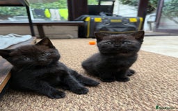 Scottish Fold cats for sale: Beautiful Scottish Fold & Straight Kittens - Image 3