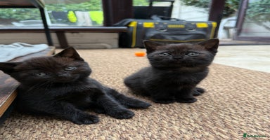 Scottish Fold cats - Advert 8