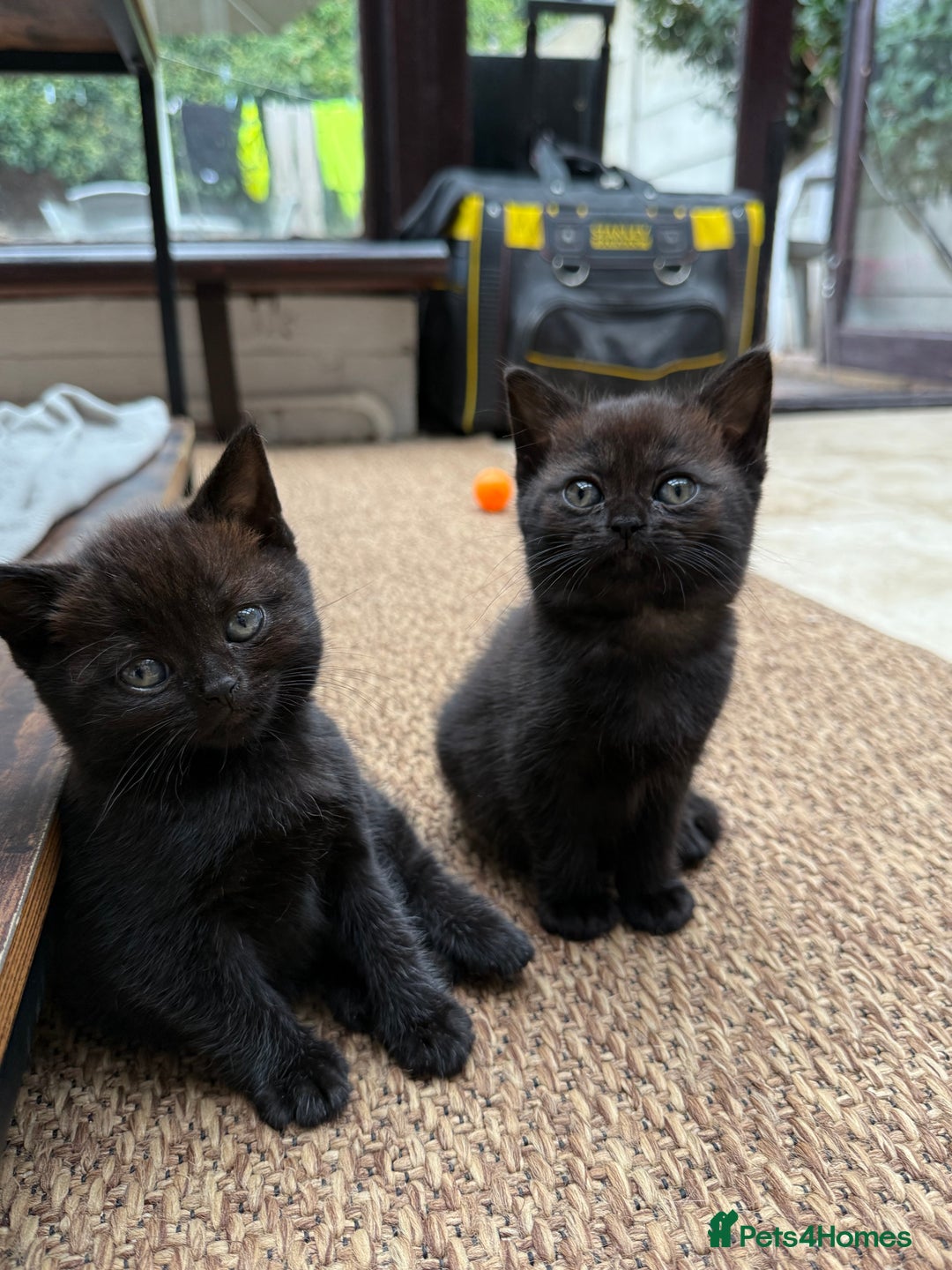 Scottish Fold cats for sale: Beautiful Scottish Fold & Straight Kittens - Image 3