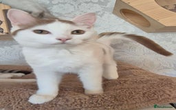 British Shorthair cats for sale: 1 boy left!! Full vaccinated BSH kittens  - Image 29