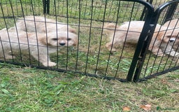 Cavapoo dogs for sale: Beautiful cavapoo puppies  - Image 3