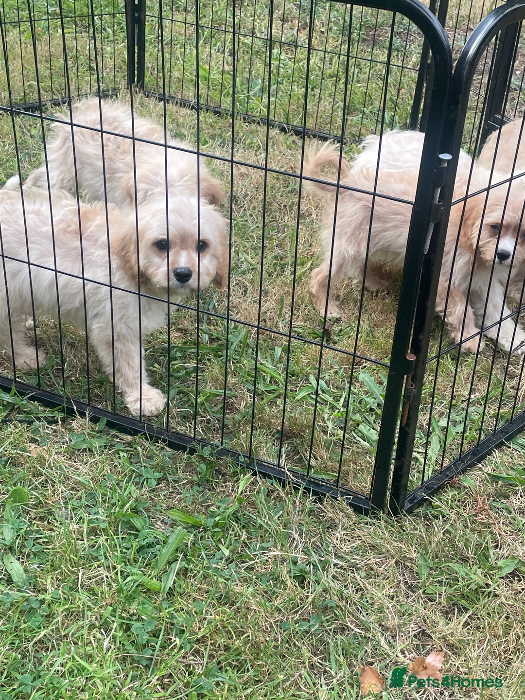 Cavapoo dogs for sale: Beautiful cavapoo puppies  - Image 3