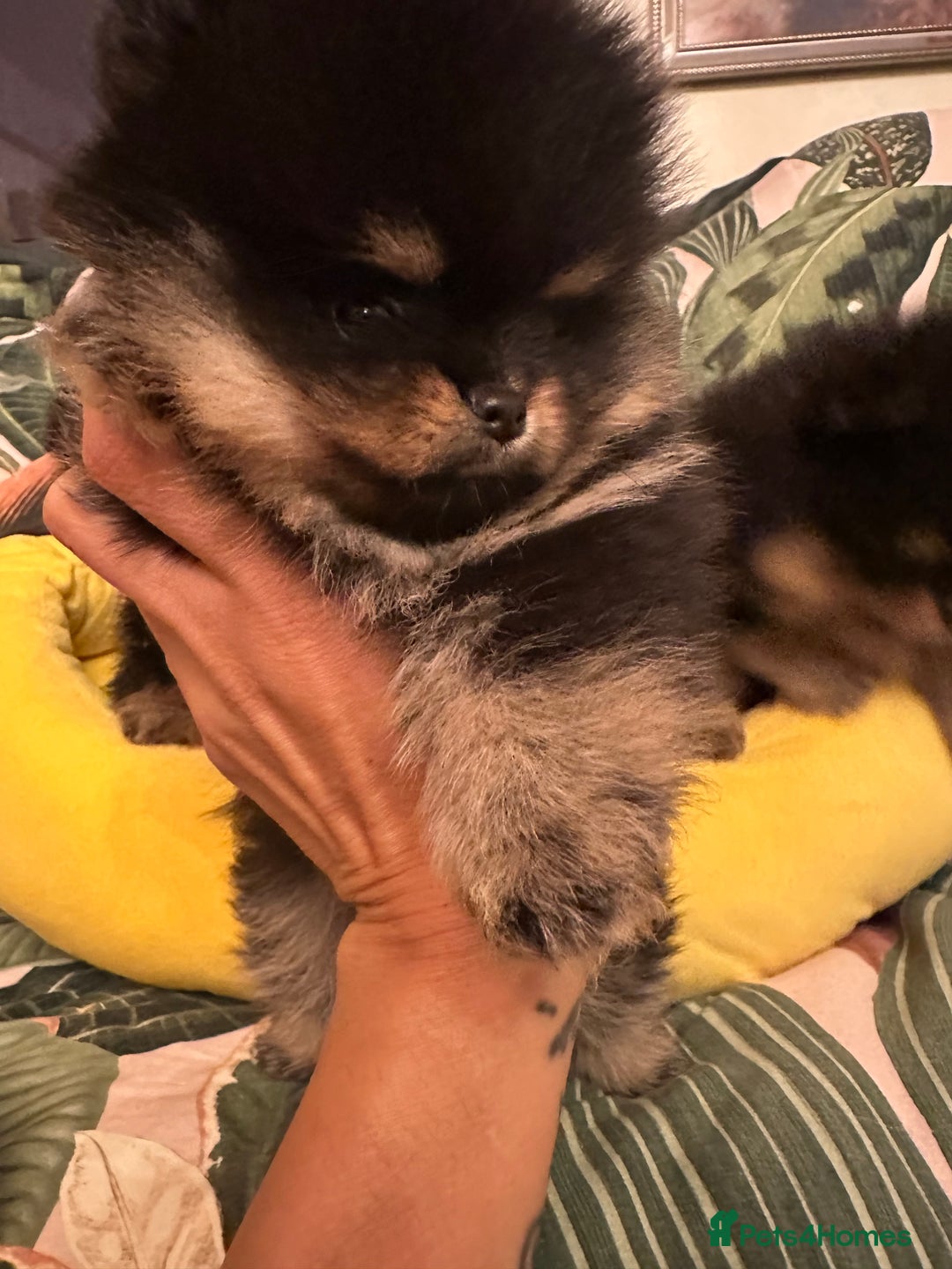 Pomeranian dogs for sale: 🏆The best you can get Russian Taiwan bloodlines - Image 13