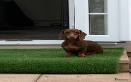 Dachshund dogs for sale: Smooth haired dachshunds for sale Tiverton devon - Image 1