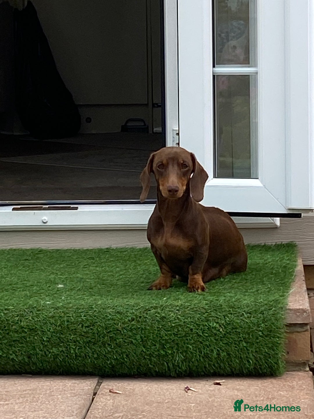 Dachshund dogs for sale: Smooth haired dachshunds for sale Tiverton devon - Image 1