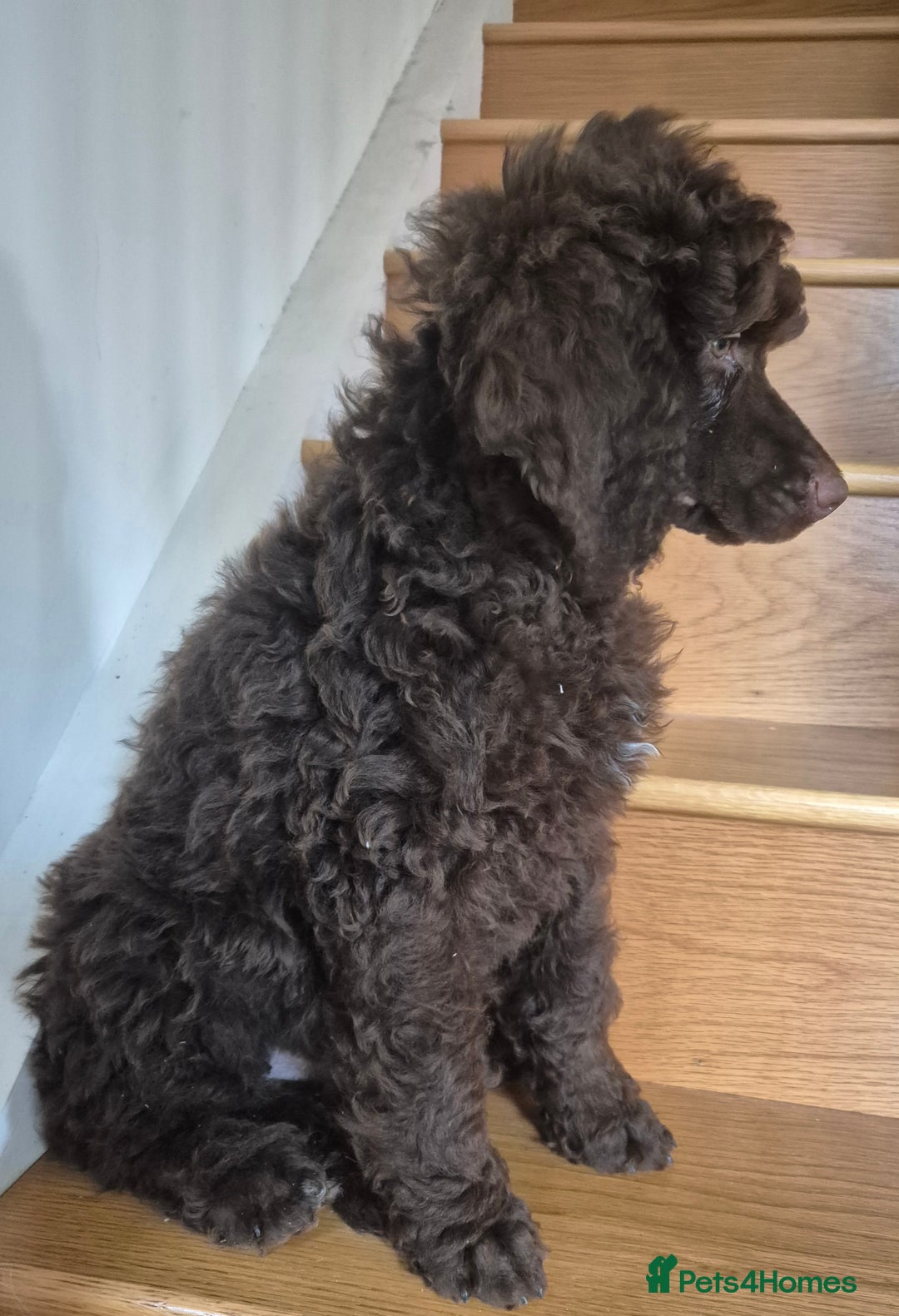 Standard Poodle dogs for sale: KC reg Brown Parti & phantom Standard Poodle pups - Image 5