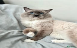 Ragdoll cats for stud: GCCF & TICA registered stud, champion bloodline    in London - Image 18