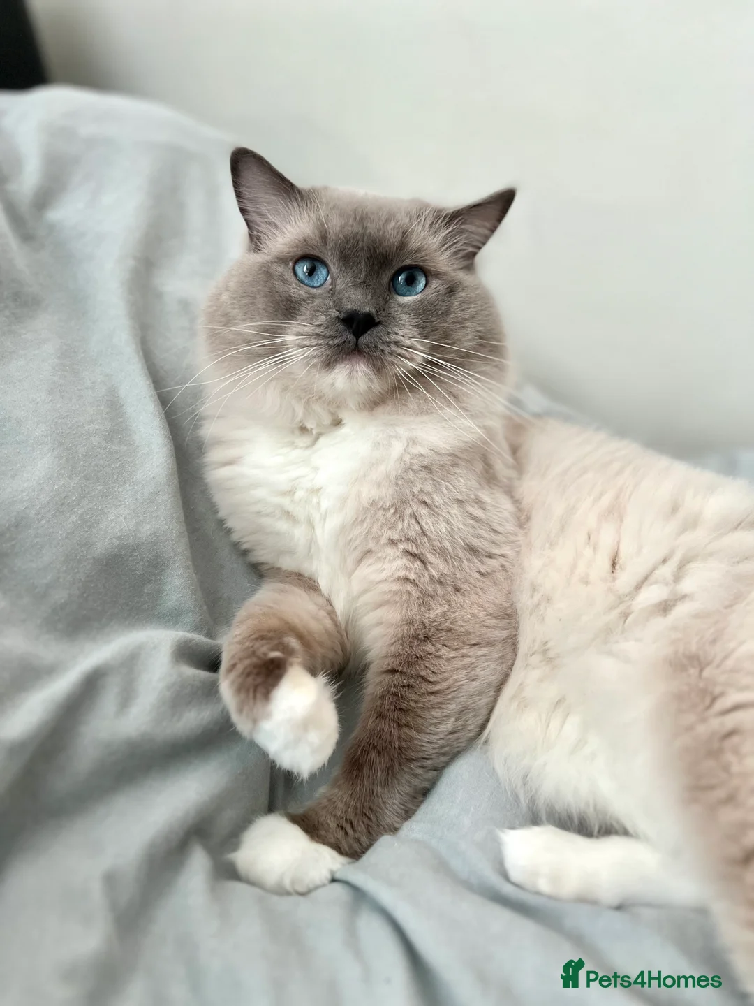 Ragdoll cats for stud: GCCF & TICA registered stud, champion bloodline    in London - Advert 18