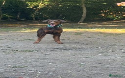 Dobermann dogs for stud: Doberman red&rust stud - Image 5