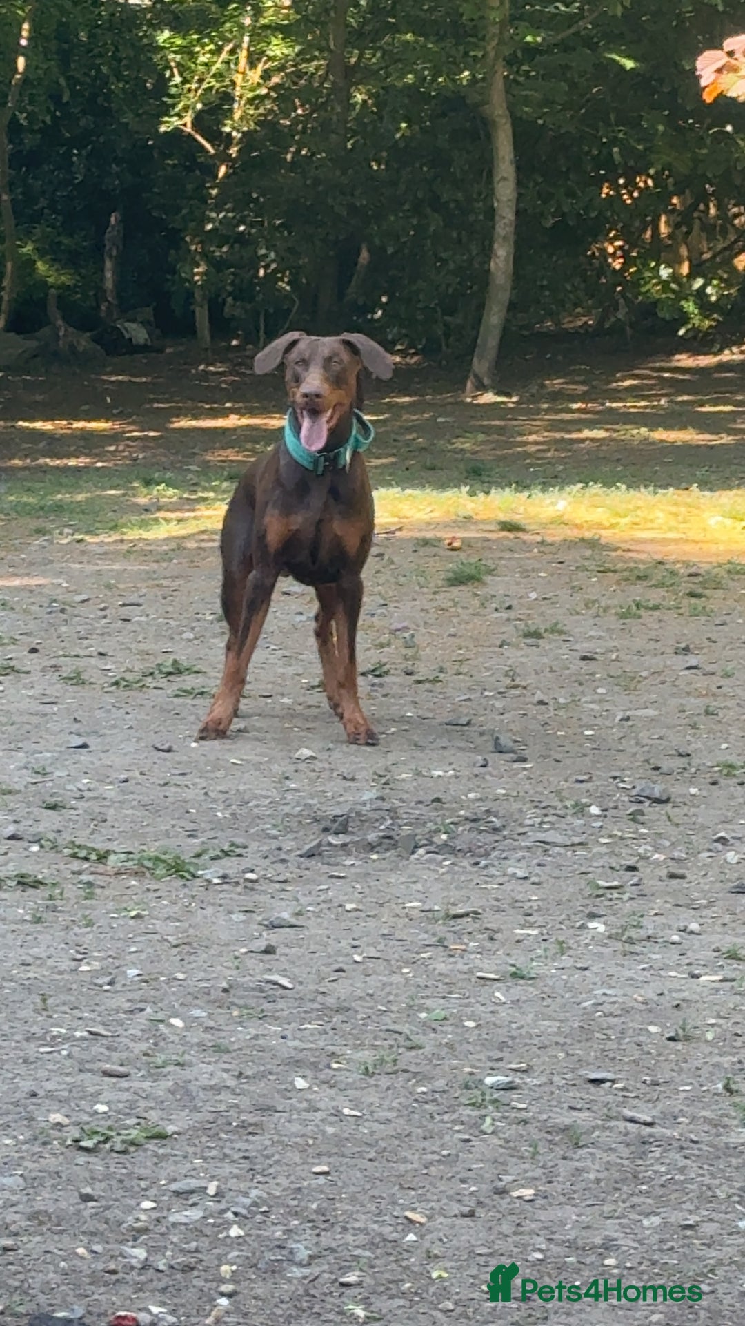 Dobermann dogs for stud: Doberman red&rust stud - Image 5