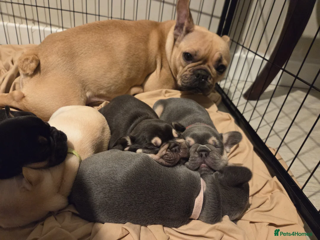 French Bulldog dogs for sale: French bulldog puppies for sale in Harwich - Advert 1