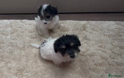Jackapoo dogs for sale: Jackapoo puppy’s  - Image 10