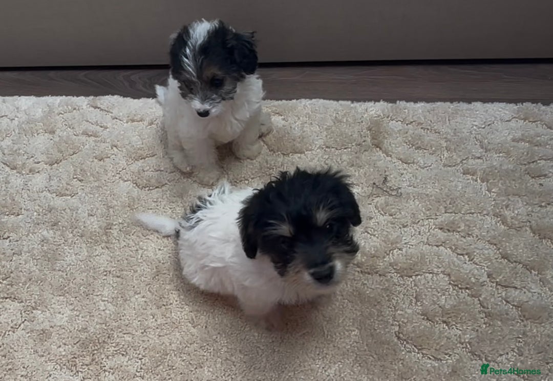 Jackapoo dogs for sale: Jackapoo puppy’s  - Image 10