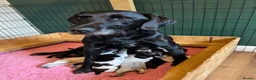 Mixed Breed dogs for sale: 🌟Ready Now🌟 GWPxLab - Advert 4