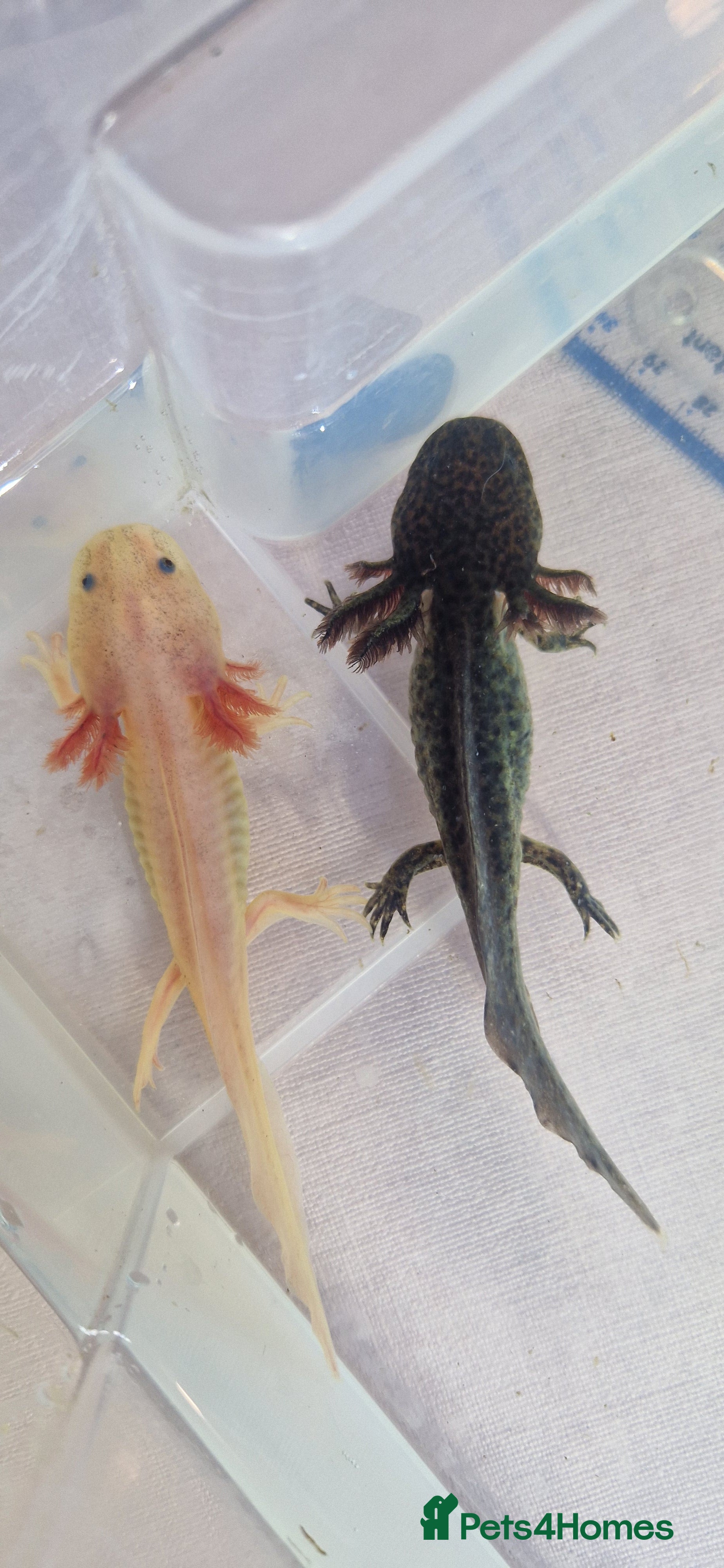 Axolotl reptiles Axolotls - Advert 1