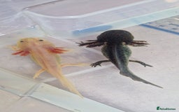 Axolotl reptiles for sale: Axolotls - Image 33