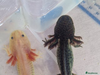 Axolotl reptiles - Advert 3