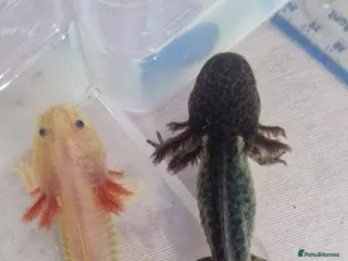 Axolotl reptiles Axolotls - Advert 7