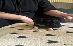 Mixed Breed dogs for sale: Beautiful Huntaway x Collie pups  - Image 8