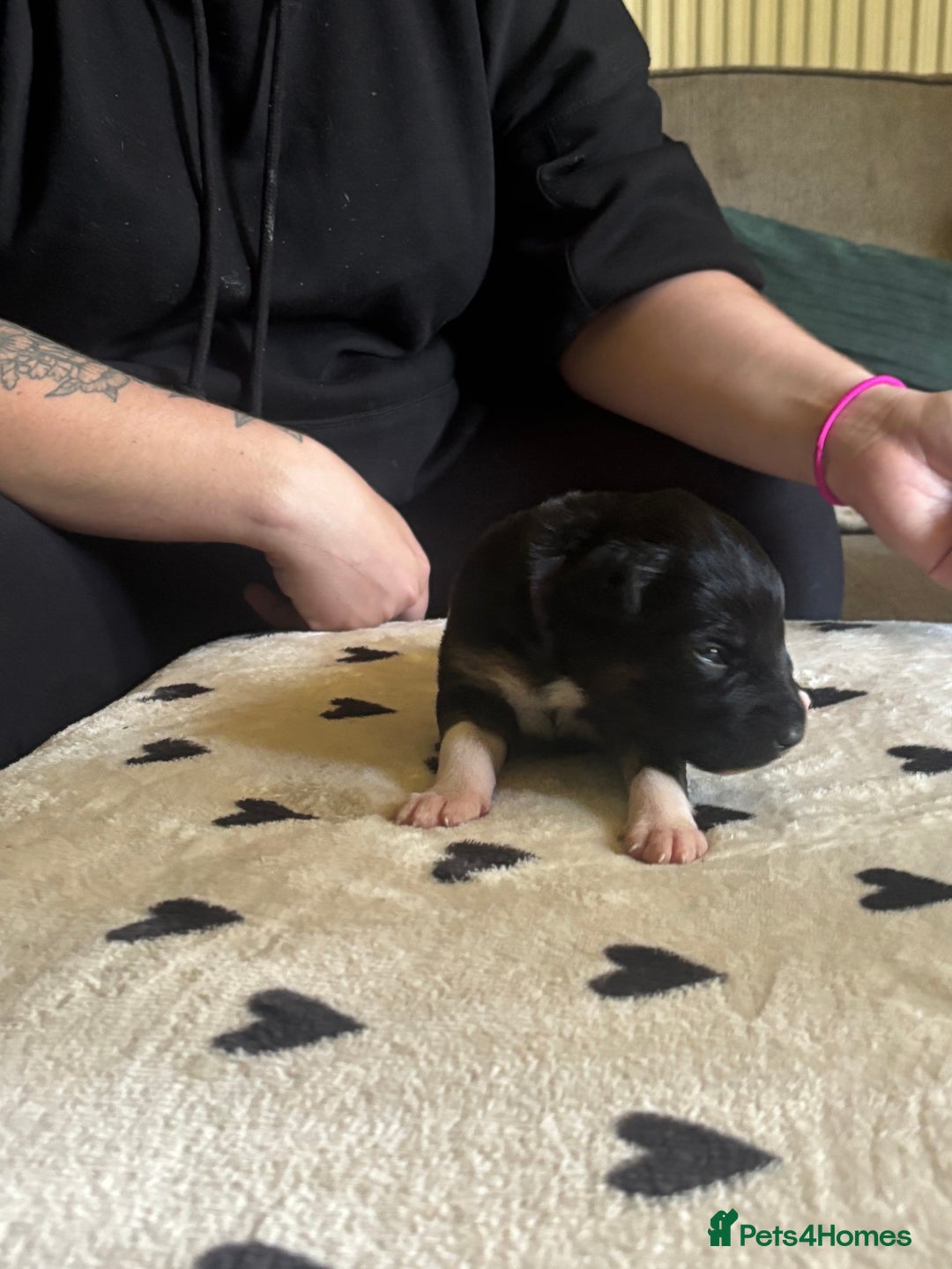Mixed Breed dogs for sale: Beautiful Huntaway x Collie pups  - Image 8