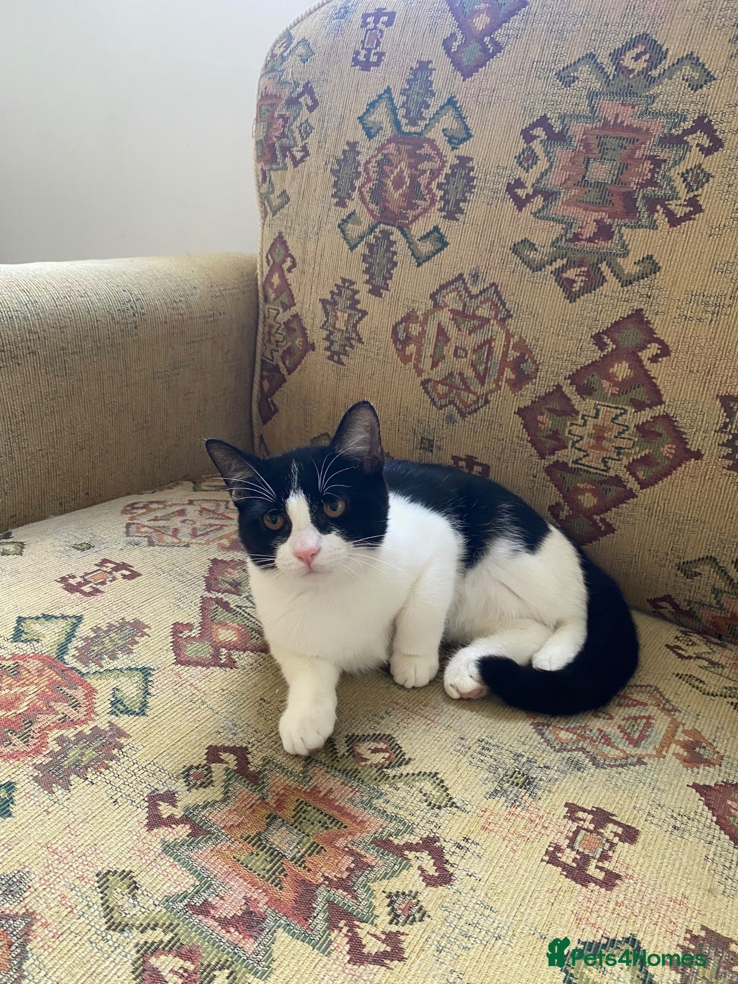 Mixed Breed cats 2 beautiful kitten ready for new home - Advert 4