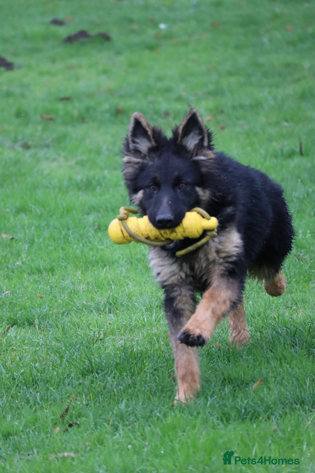 German Shepherd dogs for sale: Lovely gsd female top pick - Advert 6