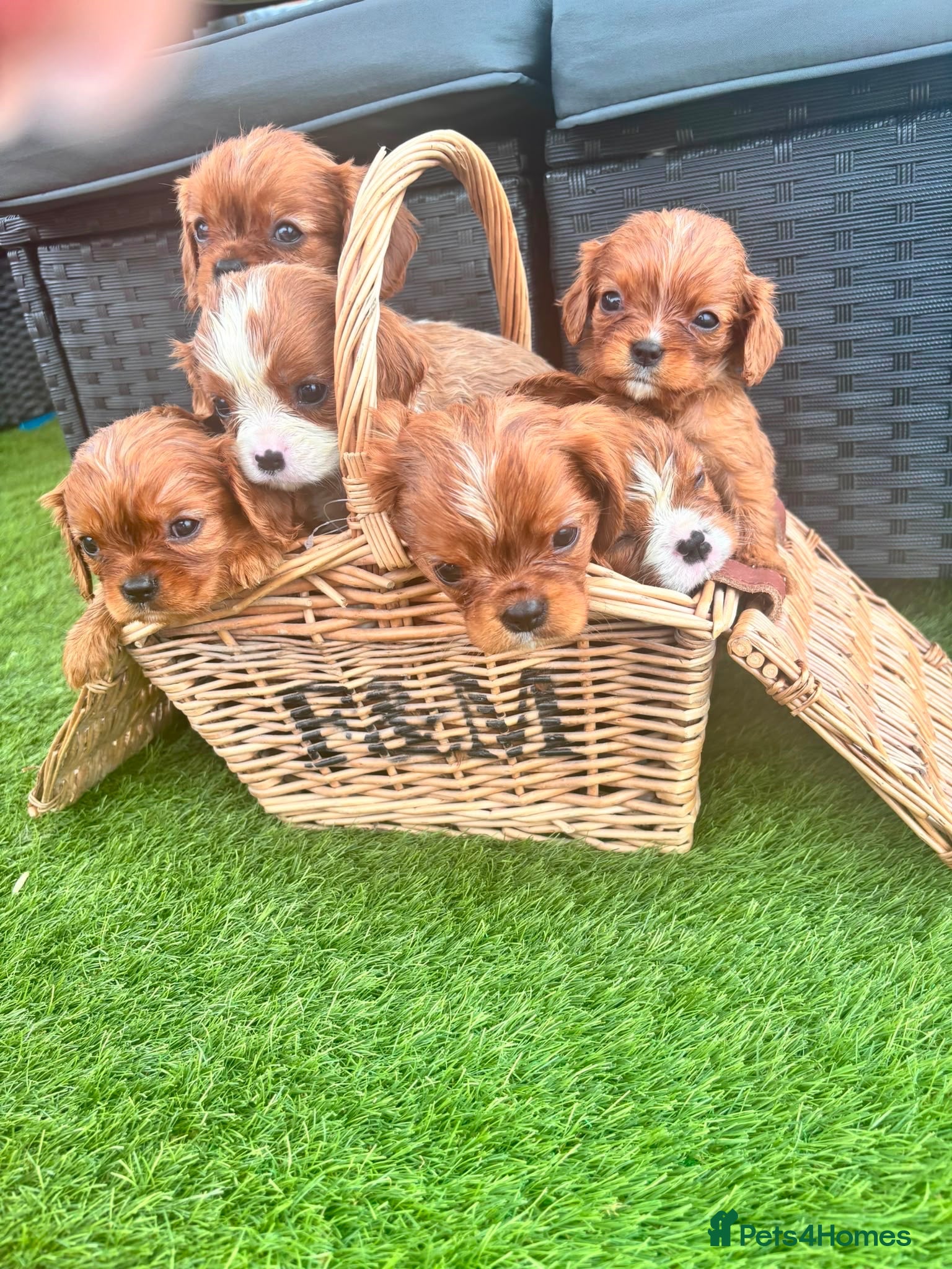 Cavalier King Charles Spaniel dogs Cavalier King Charles puppies - Advert 1