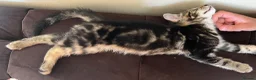 Mixed Breed cats for sale: 10 week old male kitten  - Advert 8