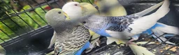 Budgerigars birds for sale: Baby budgies for sale  in Waltham Abbey - Advert 5