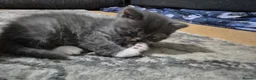 Persian cats for sale: Persian  - Advert 2
