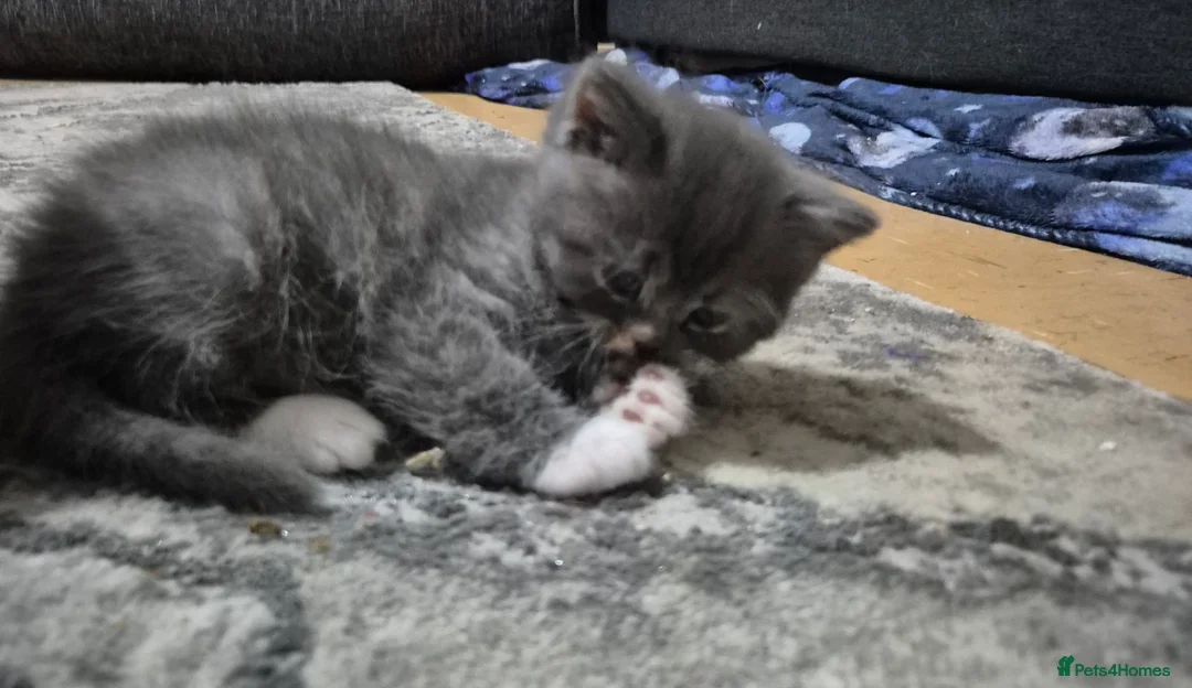 Persian cats for sale: Persian  - Advert 2