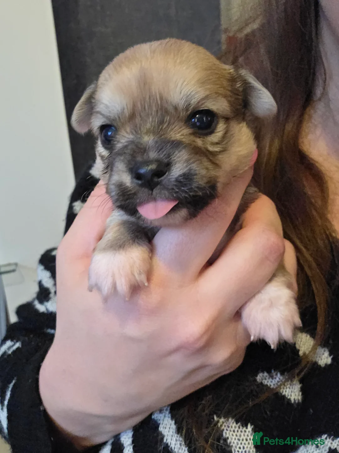 Chihuahua dogs for sale: Chihuahua Puppies - Advert 1