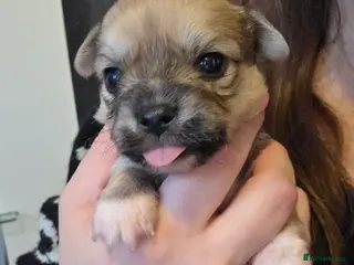 Chihuahua dogs Chihuahua Puppies - Advert 1