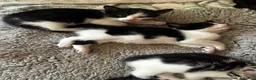 Mixed Breed cats for sale: Bengal Tiger Lily crept out for kittens - Advert 16