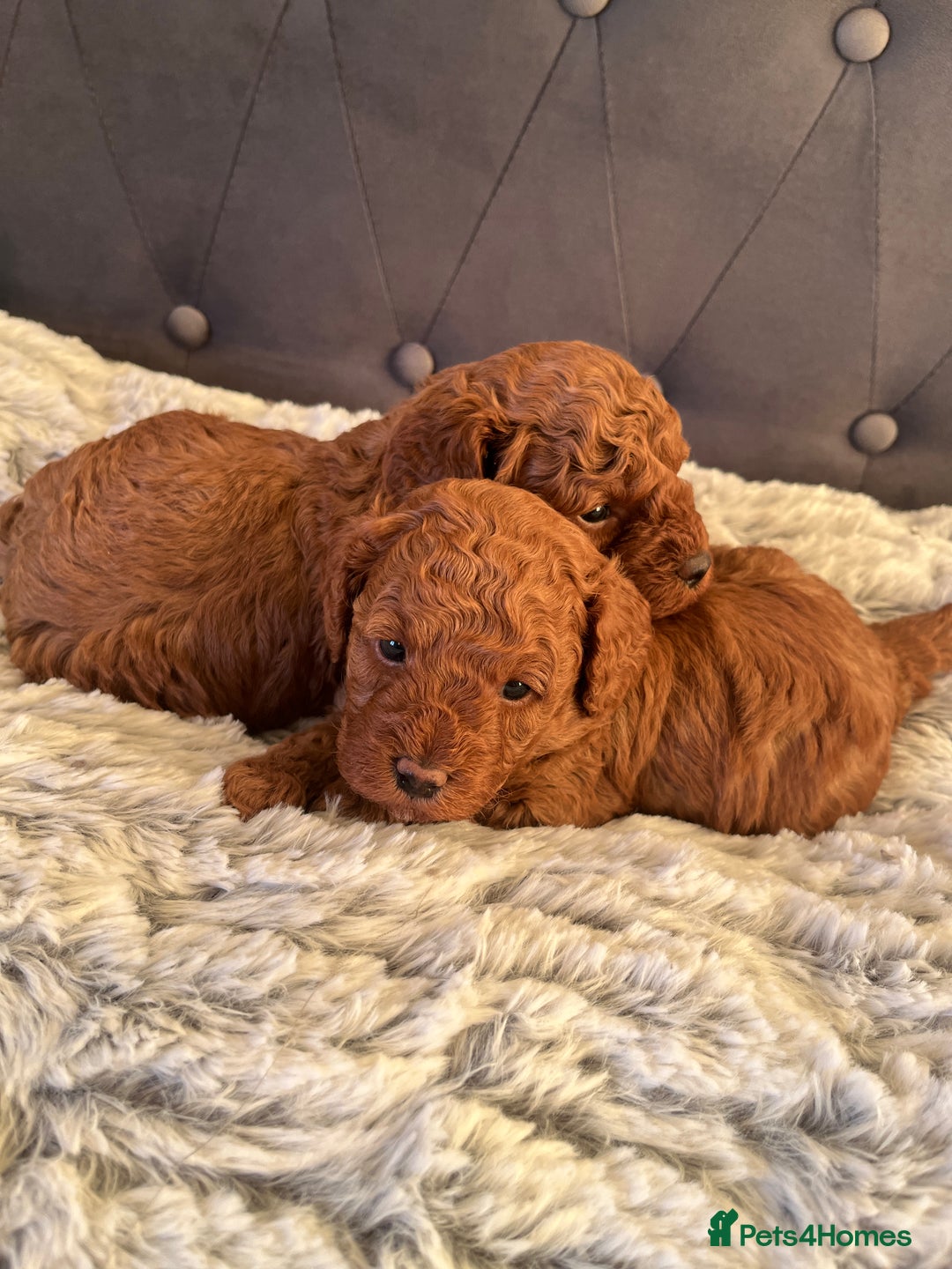 Toy Poodle dogs for sale: Toy poodle puppies - Advert 30