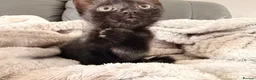Mixed Breed cats for sale: Gorgeous playful kitten  - Advert 2